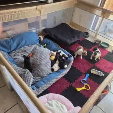 Chiots Bouledogues Français