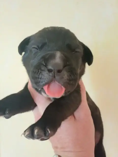Cane Corso  Male Noir Bringé Collier Noir Des Abysses 467b2