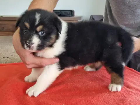 Berger Australien  Chiot N°4 Des Hirondelles Du Voyag e5476