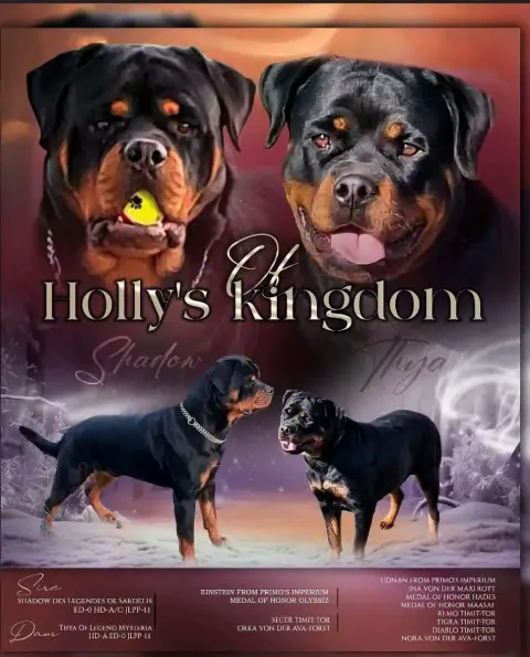 Rottweiler  Chiot N°2 Of Holly'S Kingdom