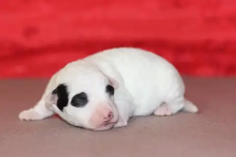 Jack Russell Terrier  Male2 Des Diamants Verts