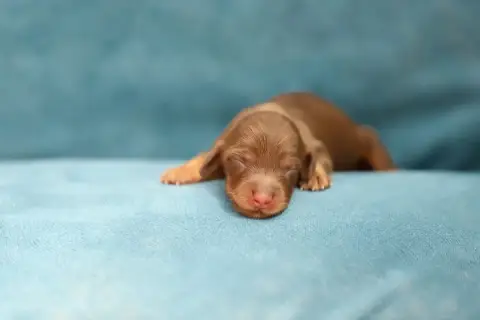 Teckel Poil Long 
                        Chiot 3 She 1b30b