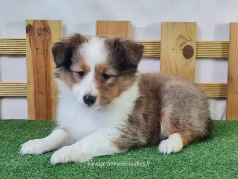 Shetland Sheepdog  Bubble Tea Du Mont De La Chenaie 4f604 photo 3