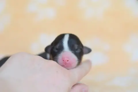 Berger Australien  Chiot 4 Roz Liammet photo 2