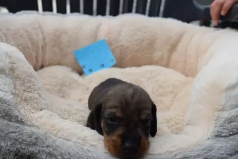 Teckel Poil Dur  Chiot N°5 Du Domaine Du Brame photo 2