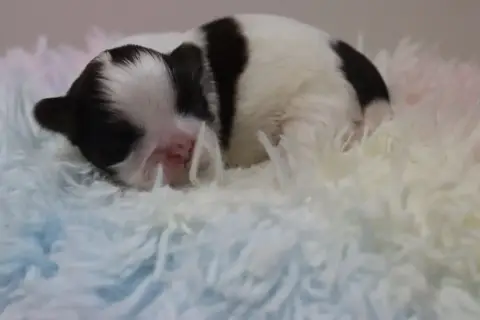Shih Tzu  Beauty De La Ferme Des Mottes