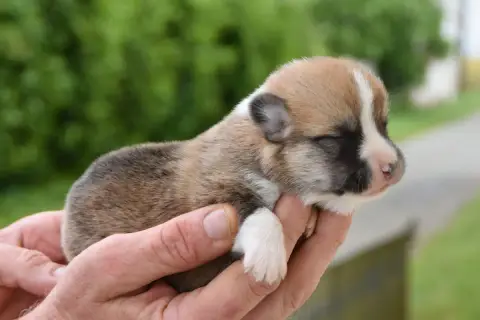 Welsh Corgi Pembroke  Balzac De La Folle Emprise