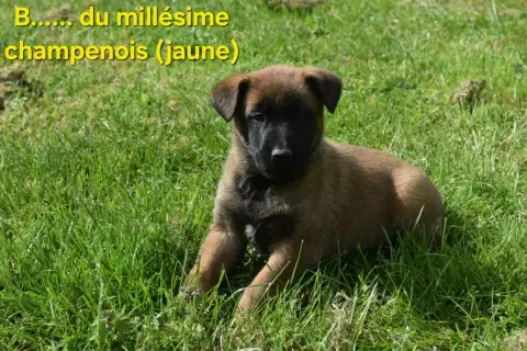 Berger Belge  B....... Du Millésime Champenois