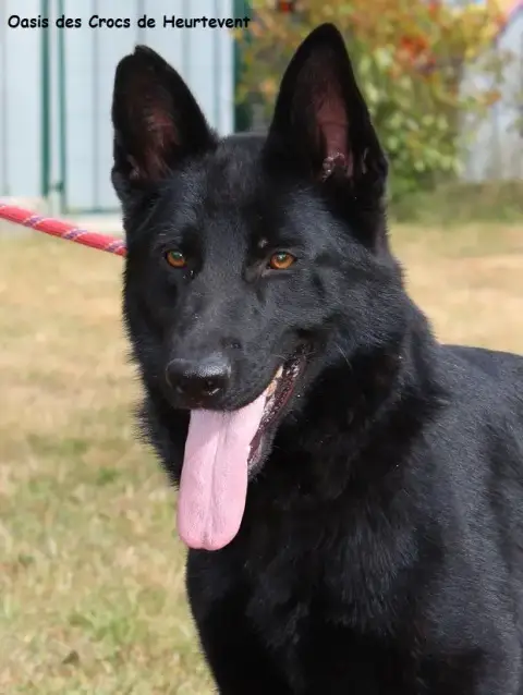 Berger Allemand  Chiot 3 Des Crocs De Heurtevent photo 3
