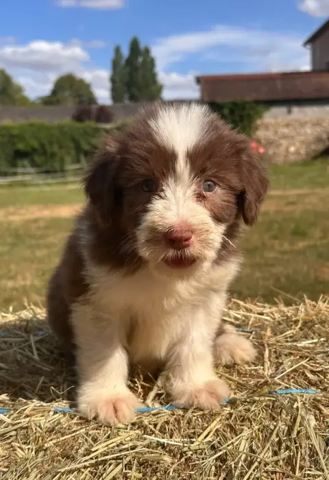 Bearded Collie  Brehat