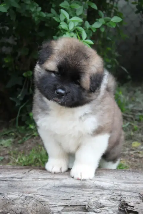 Akita Americain  Bella Swan Galadriel'S Angels