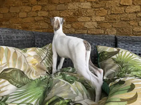 Whippet 
                        Blanche Du Frison Im 6a94f photo 2