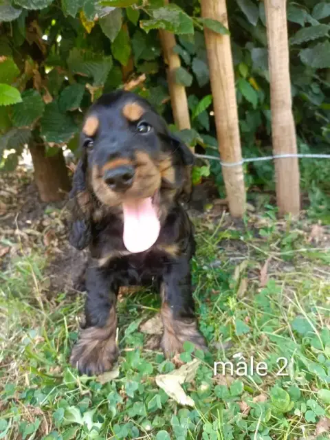 Cocker Spaniel Anglais  Chiot N°2 Des Pres Flamands 06e1a