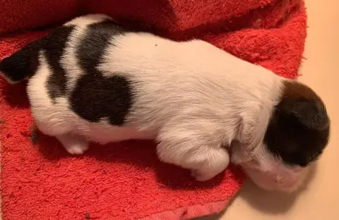 Shih Tzu  Bb1 D'Imperial Khan- photo 3