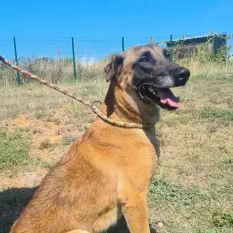 Chien Nexus À L Adoption