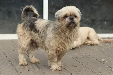 Lhassa Apso  Chiot N°6 Des Marais De Courmont