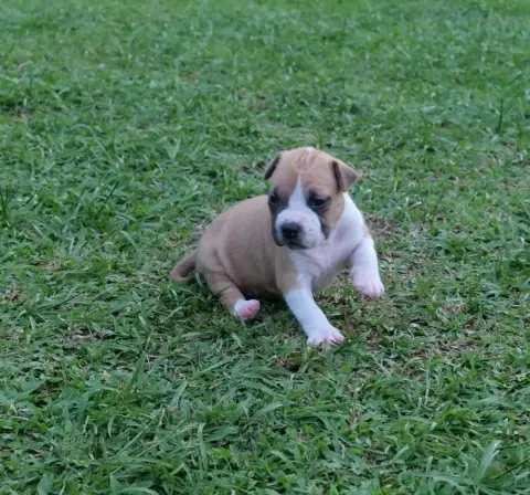 American Staffordshire Terrier  Chiot N°2 Mdk Team