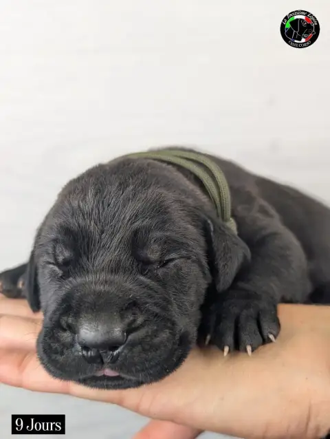 Cane Corso 
                        Collier Vert Armé 50aca photo 2