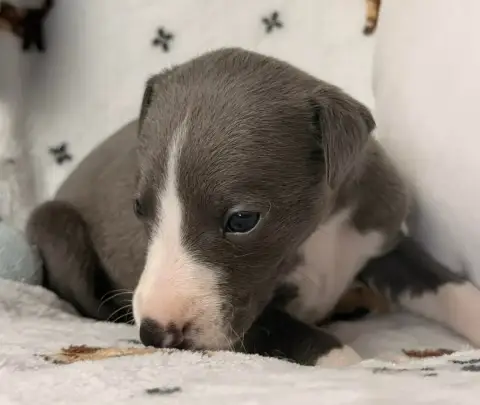 Whippet  Berlioz De La Bastie D'Hucaroc photo 3