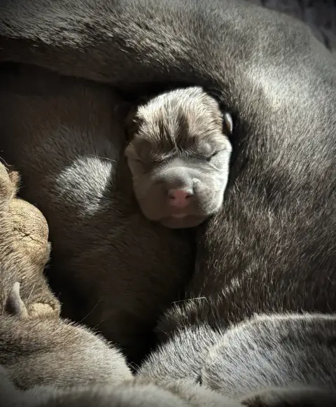 Cane Corso 
                        Chiot N°6 Du Mas  114b6