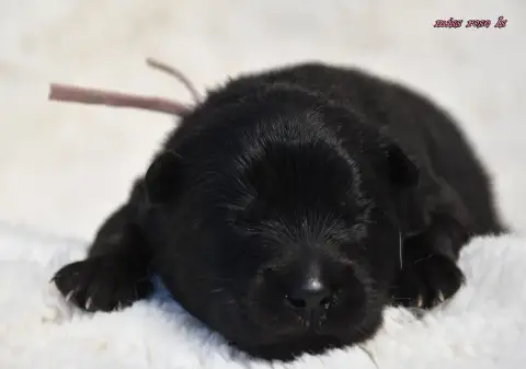 Eurasier  Chiot 3 Des Legendes De Retz photo 2