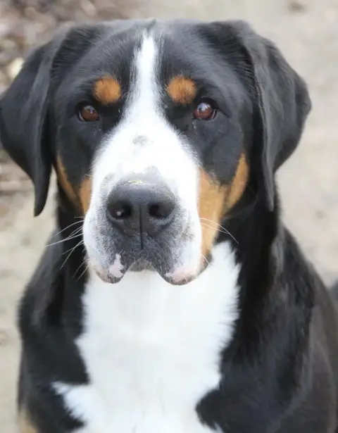 Grand Bouvier Suisse photo 3