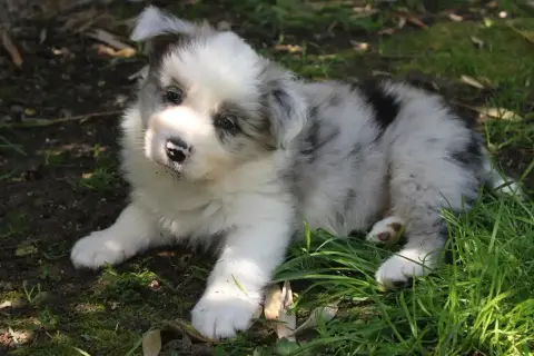 Border Collie  Birdy