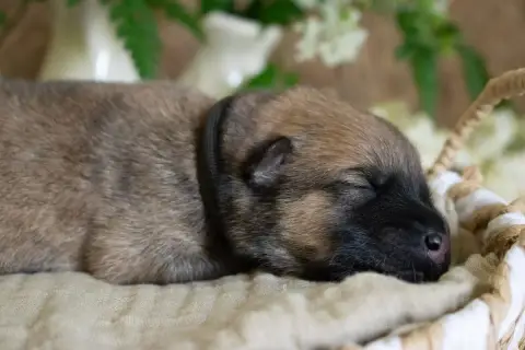 Eurasier  Mr Noir De Leyristone
