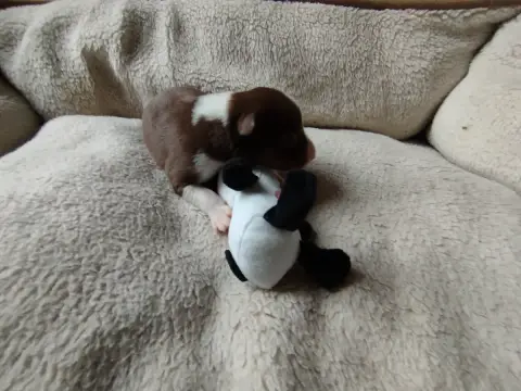 Border Collie  Byrd House Of Fever Spirit