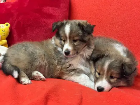 Shetland Sheepdog  Biscotte Blonde Du Cèdre Enchanté 18771 photo 2