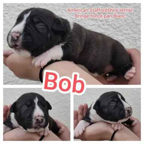 American Staffordshire Terrier  Bob