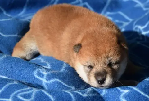 Shiba  Chiot N°4 Collier Rose Clair