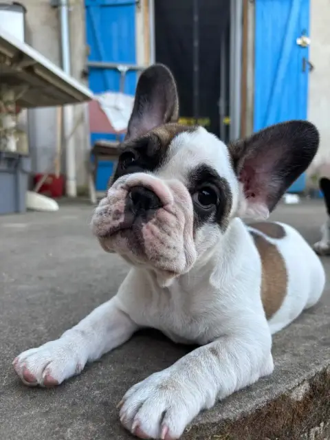 Bouledogue Français  Baloo Du Royaume Des Anges Gardi 6d638 photo 3