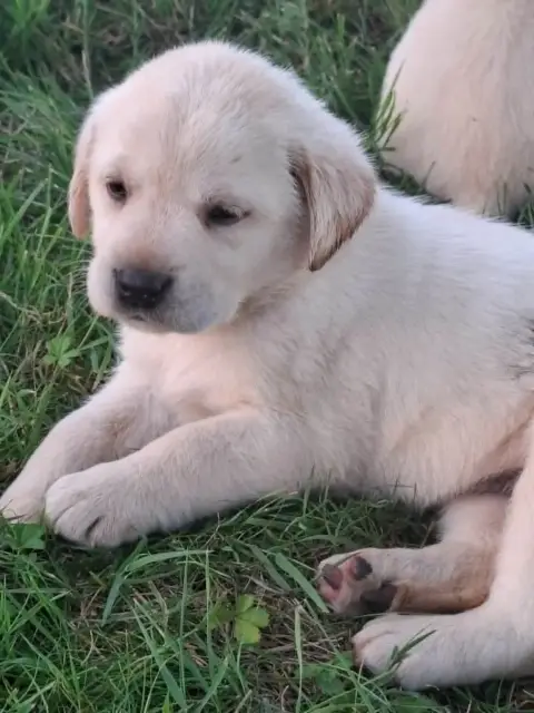 Labrador Retriever  Chiot 6 Des Douceurs De Plume