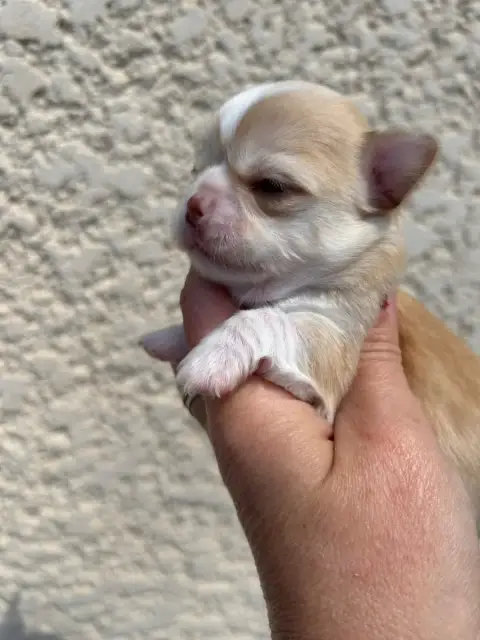 Chihuahua  Blouny Des Petits Trésors D'Angel photo 2