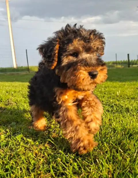 Adopter Welsh Terrier  Chiot N°1 Des Marais De Courmont