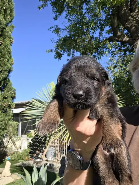 Berger Allemand Poil Long  Chiot N°6 De La Taverniere be709