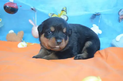 Rottweiler  Collier Rouge Des Gardiens De Feu