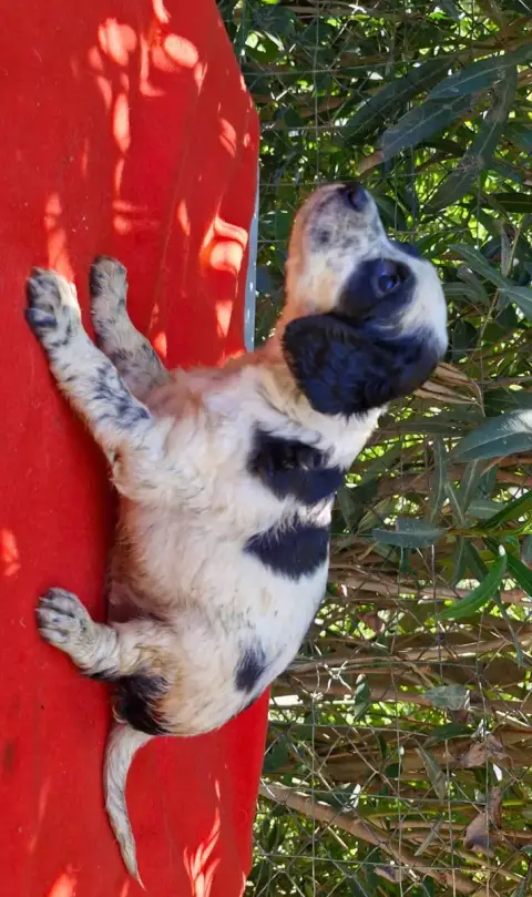 Setter Anglais  Chiot N°2 Du Mas De Brégançon