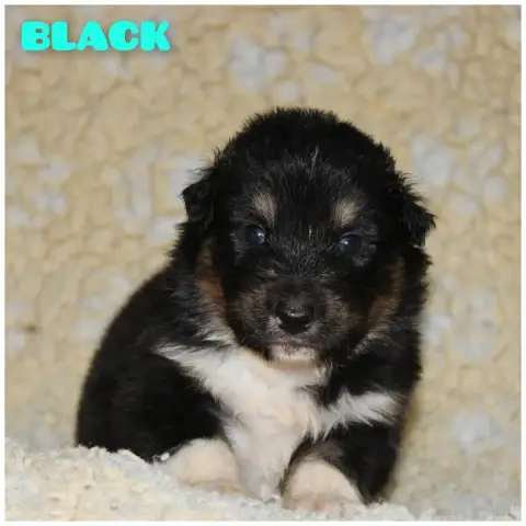 Berger Australien  Black White Snow Sheperds