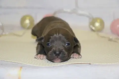 American Staffordshire Terrier  Femelle Bleu Dream Of 5103f