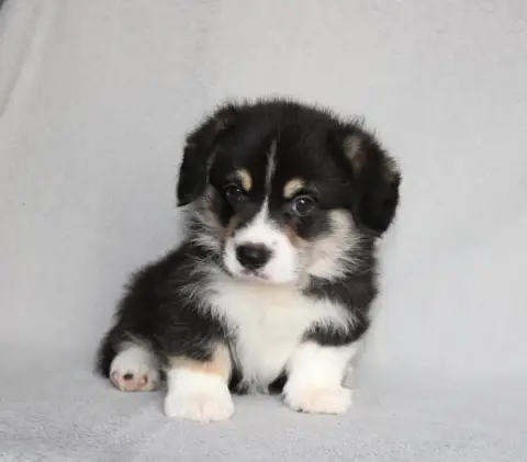 Welsh Corgi Pembroke 
                        Black S 5c495 photo 2