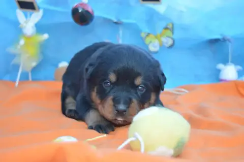 Rottweiler  Collier Beige Des Gardiens De Feu
