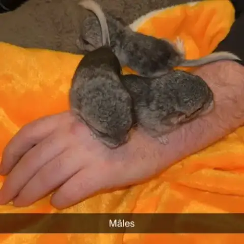 Chinchilla A Adopter