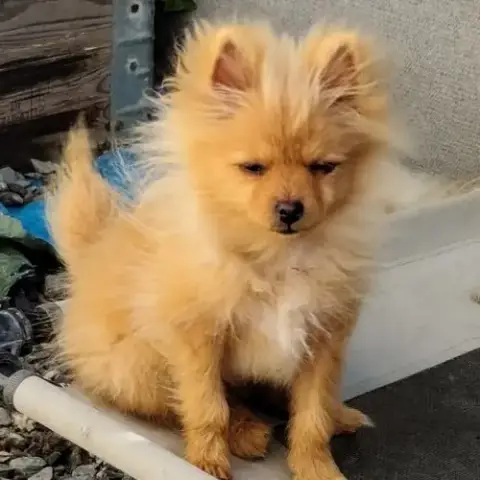 Chiot Spitz Nain