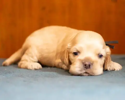 American Cocker Spaniel photo 2