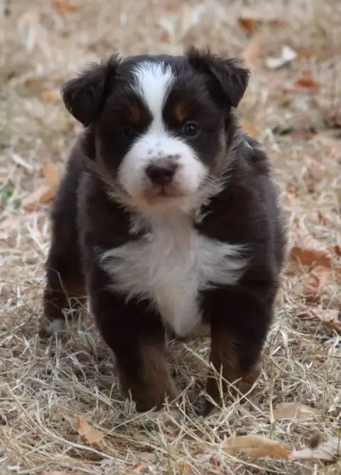 Berger Américain Miniature  Chiot N°5