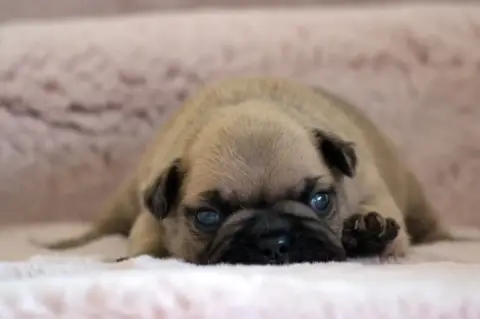 Bouledogue Français  Bennett Cross Des Loves Didi photo 2