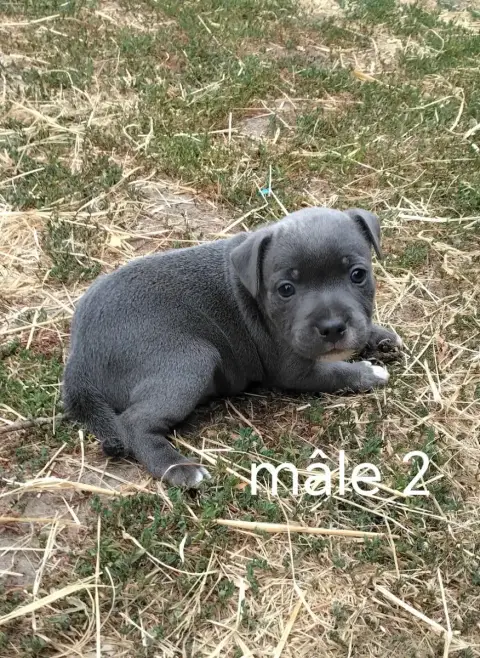 Staffordshire Bull Terrier 
                        C 1372c photo 2