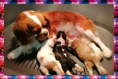Cavalier King Charles Spaniel  Chiot N°1 D'Ez Mortes  e67ce photo 2